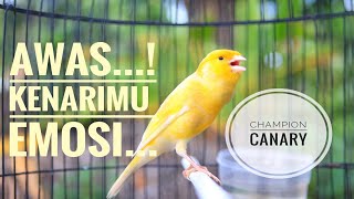 KENARI LEMON GACOR | canary Singing | Lenze bolentino  costiero | canario belga lindo canto | كناري