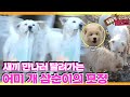 [TV 동물농장 레전드] ‘어미개 삼순이의 수상한 외출’ 풀버전 다시보기 I TV동물농장 (Animal Farm) | SBS Story