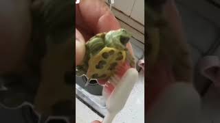 kek gini ketawa kura kura