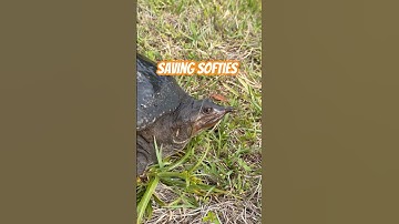 This is a terrible place to cross the road! I like to save turtles! Even if I’m late to work😂😂😂