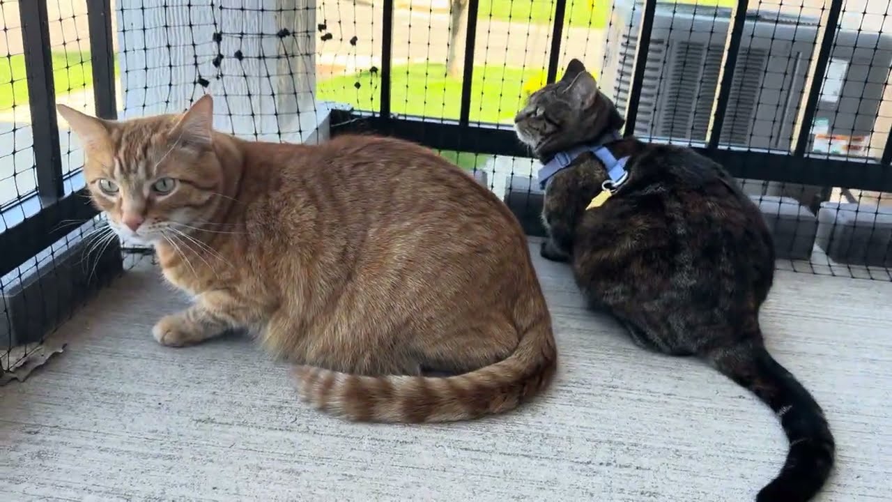 Cute kittens