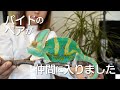 パイドのペアでカメレオンをお迎え/Chameleon Pied has joined our family