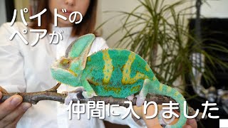 パイドのペアでカメレオンをお迎え/Chameleon Pied has joined our family