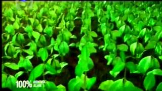 Indosiar La Menthol 21 38 (08/03)