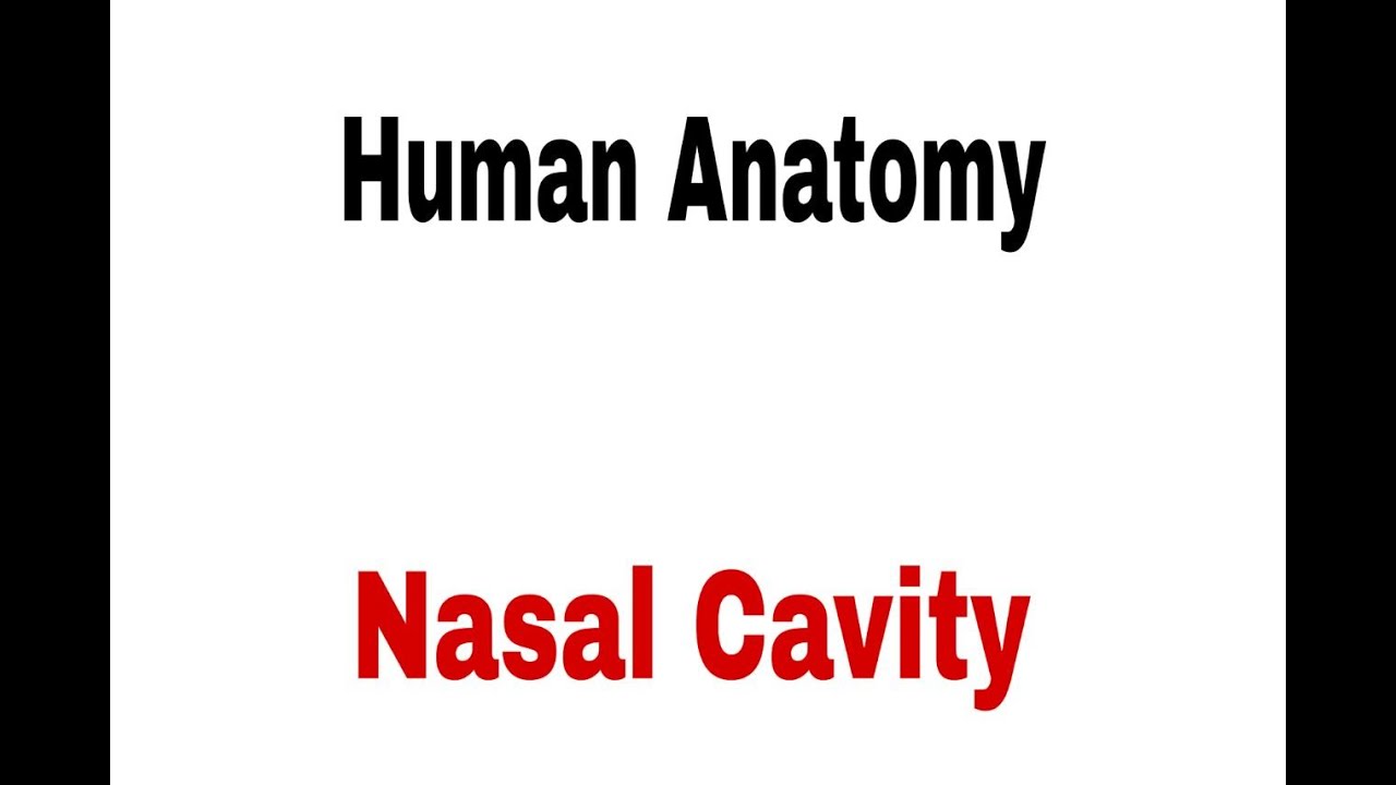 Human anatomy  lec 7 nasal cavity