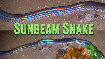 The SUNBEAM SNAKE