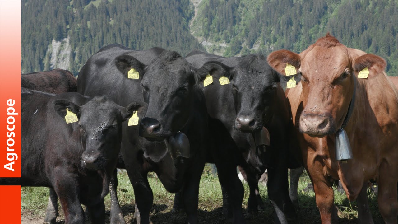 Rindfleisch aus Gras - Zwei erfolgreiche Beispiele aus der Praxis - YouTube