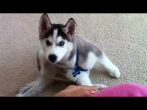 Siberian Husky Growth Chart