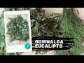Guia de eucalipto / Eucaliptus garland DIY