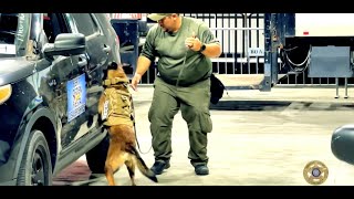 2023 Hidalgo County Constable Precinct 4 Police K-9 Competition