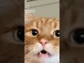 DO A FLIP