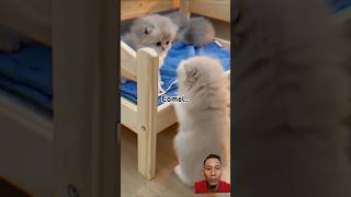 Melmelmasukberanda shorts short youtubeshorts viral viralshortcatcatloverlike