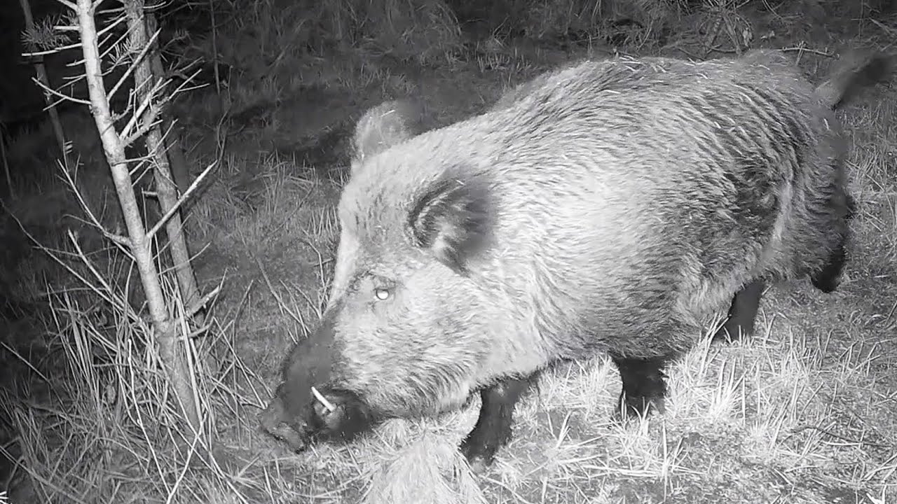 Agressive Keiler in der Paarungszeit Trailer
