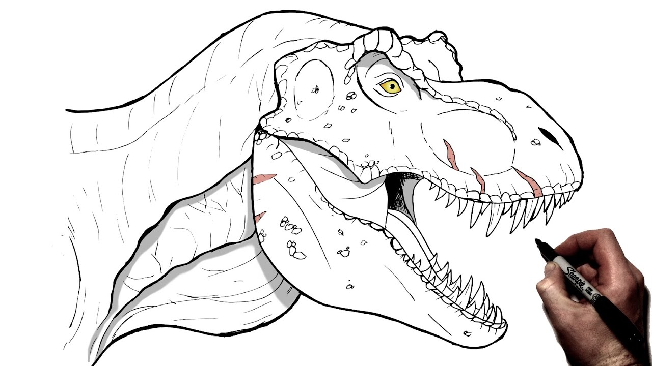 How To Draw A Trex Head Step by Step Drawing Guide by Dawn  DragoArt