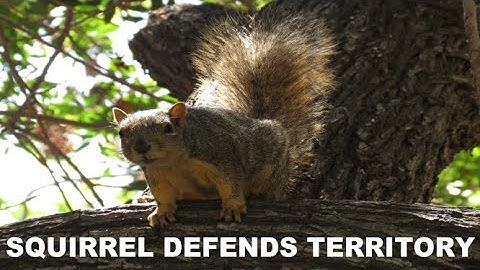 Squirrels Chasing Each Other ~ Territorial Squirrel ~ Backyard Nature Shared