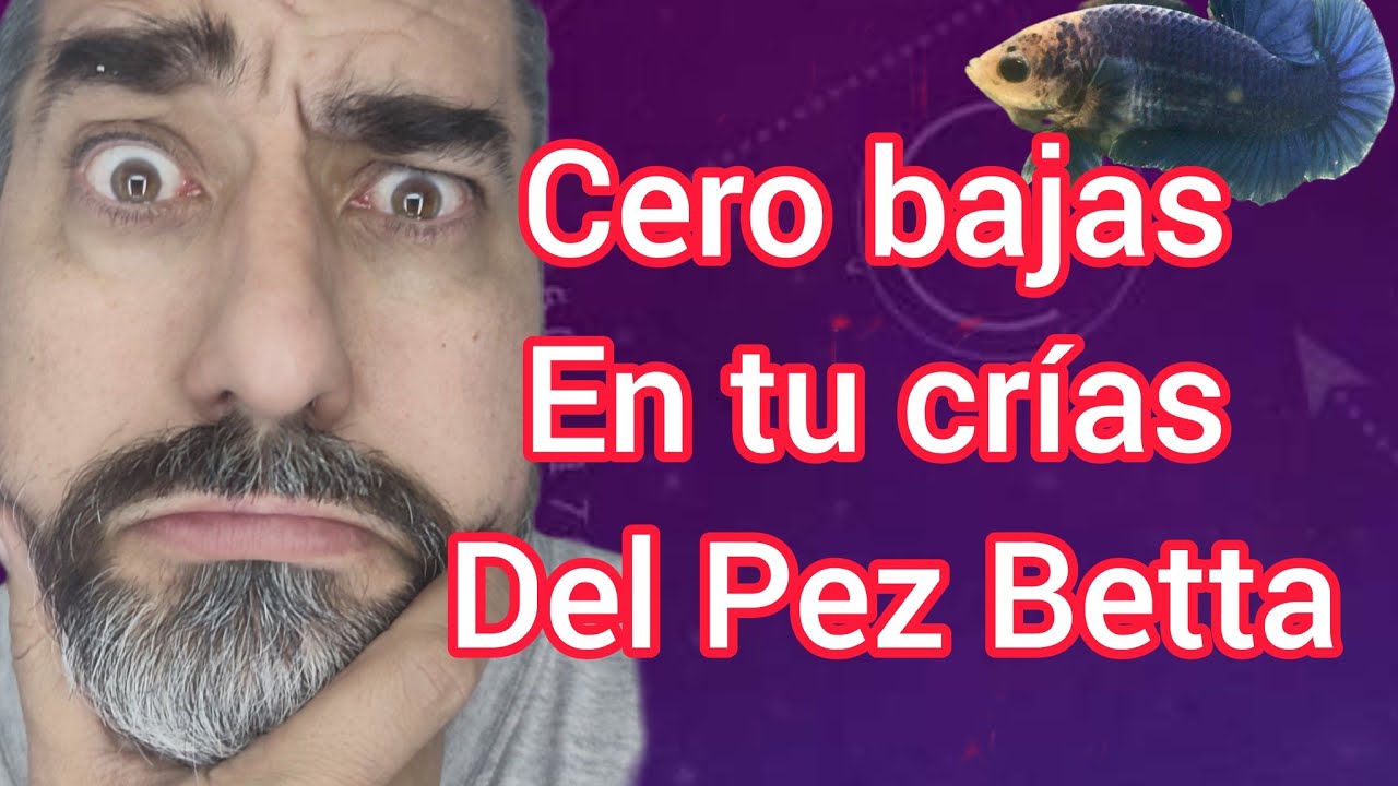 el SECRETO REVELADO cómo mantener 100% del DESOVE del PEZ BETTA! #bettafish