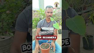 How to Start Bonsai? 🌱 Beginner Guide (Peepal) | Bonsai Starting Process Step-by-Step 🔥 #shortsfeed