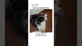 잠자는 보더콜리를 괴롭히면 생기는 일