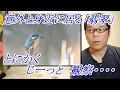 野鳥を撮る！カワセミ 撮影の楽しみ方