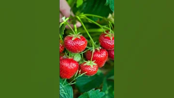 ЛУЧШЕЕ ВРЕМЯ ДЛЯ ПЕРЕСАЖИВАНИЯ КУСТИКОВ КЛУБНИКИ ЭТО........