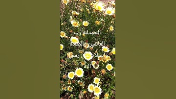 #القران_الكريم #تلاوه_خاشعه #المصحف #اكسبلور اكتب الحمد لله على نعمة القران
