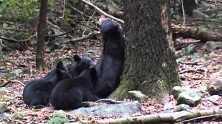 NJ Gov. Christie will have these cubs KILLED - and their mother, too! DO NOT VOTE FOR HIM