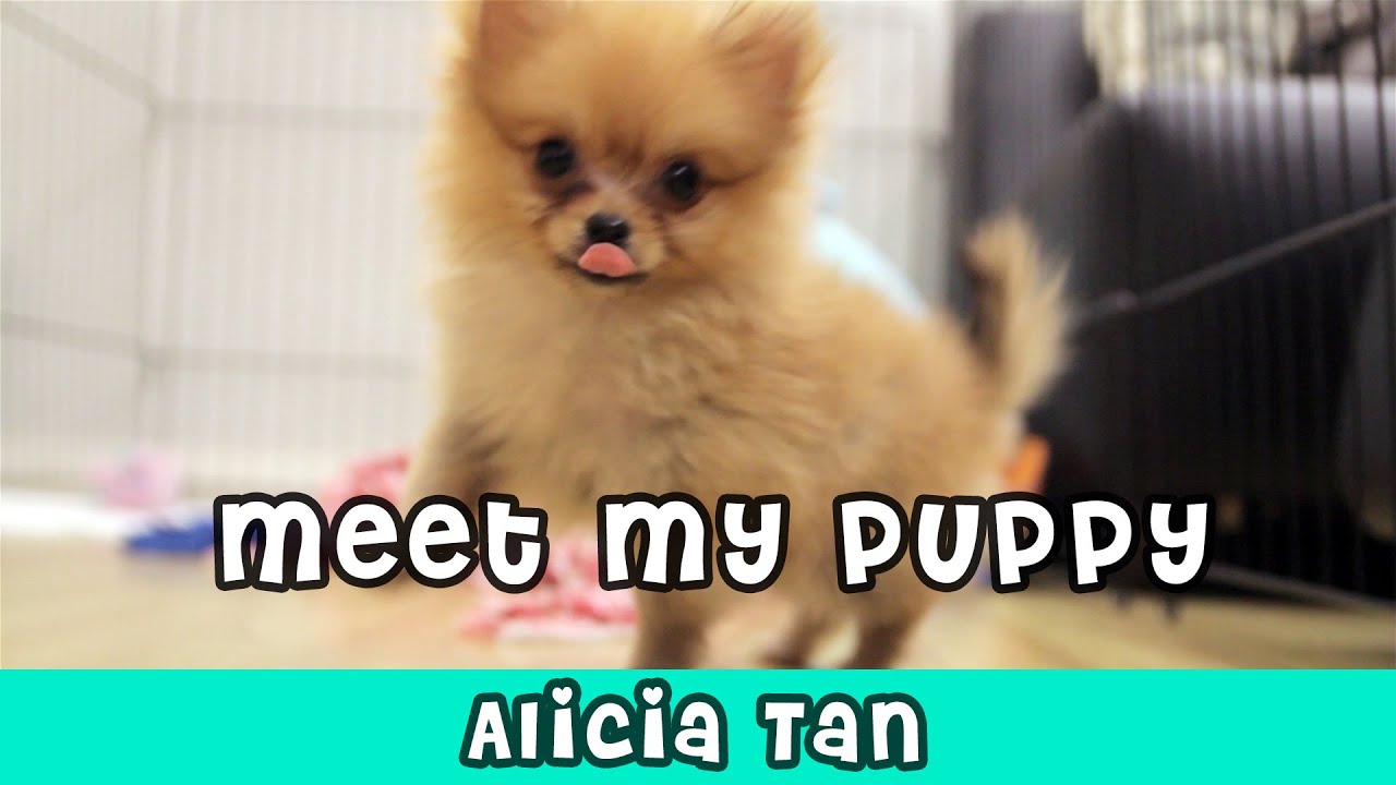Meet My Puppy (Bambee) | Alicia Tan
