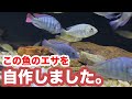 熱帯魚のエサは自作できる？水産飼料学で“草食シクリッドのペレット”を開発して食べさせてみた【アクアリウム】