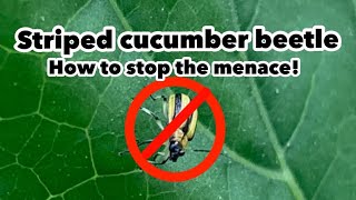 How to control and get rid of cucumber beetles using organic methods
