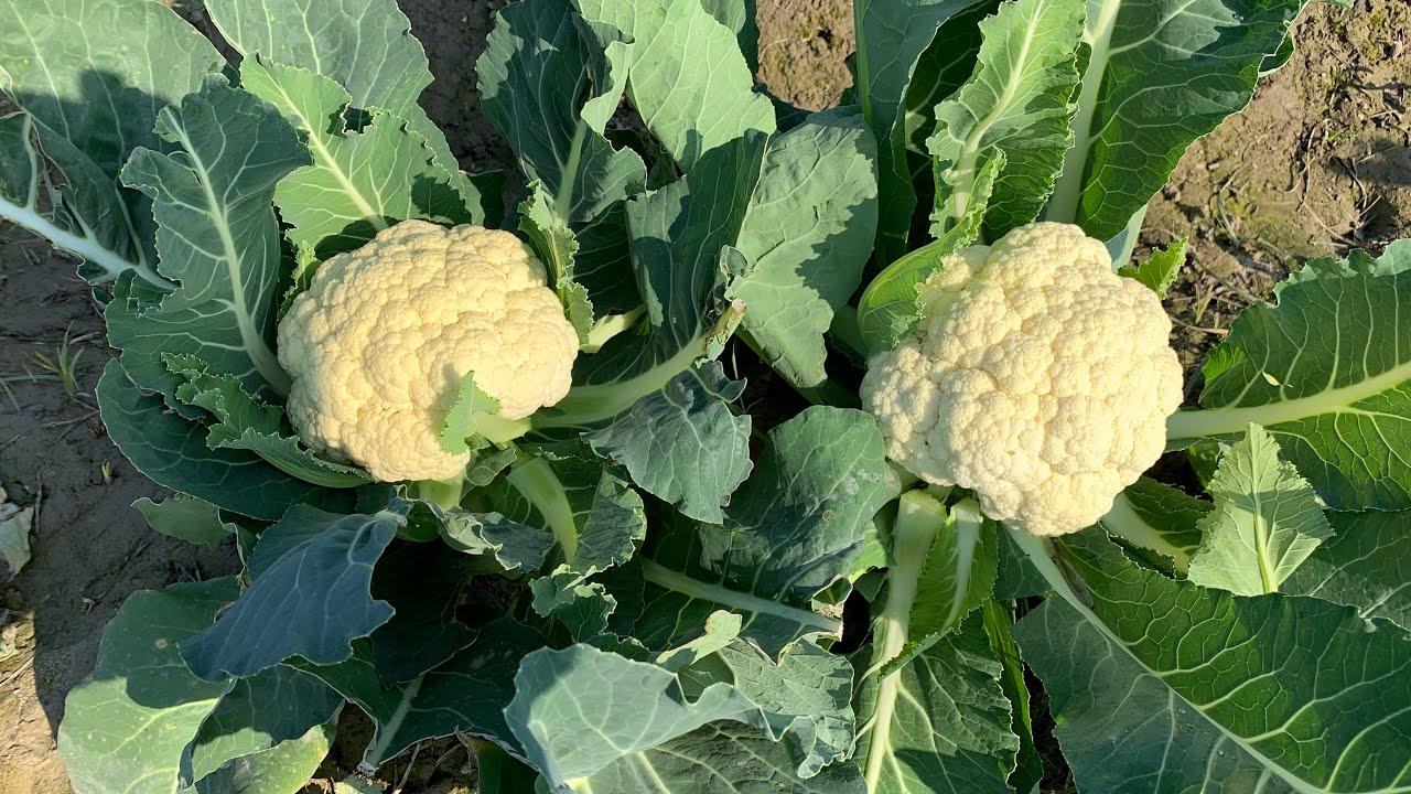 Beautiful Punjab fresh Cauliflower with lovely music YouTube
