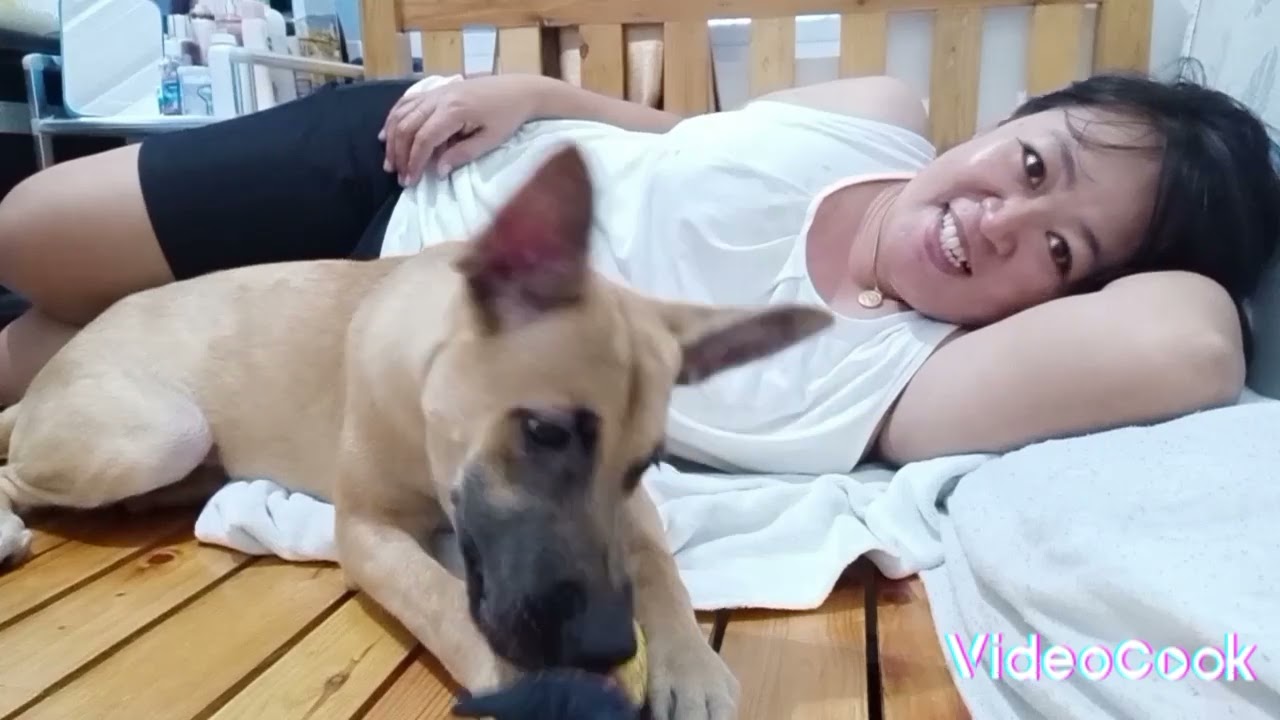 MY BELGIAN MALINOIS 5MONTH PLAYING EATING FISH TOY 