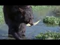 Bear and Otter Fishing Lesson | Big Sky Bears | BBC