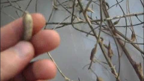 How to Save Radish Seeds