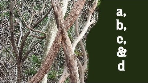 a, b, c, & d - Beautiful Structure by ヒバゴン Hibagon: Japanese Bigfoot