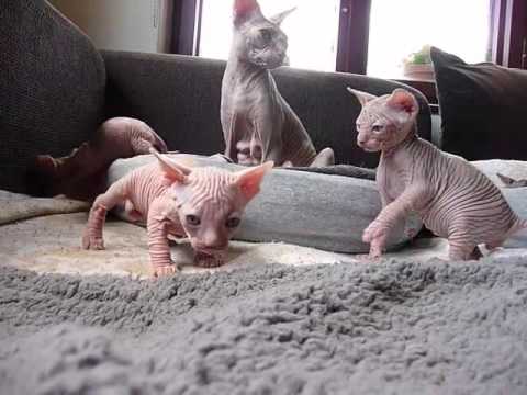 hairless baby kitten