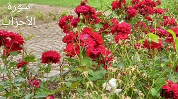 سورة الأحزاب كامله تلاوة عذبة 🌹قرآن كريم 🌹