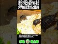 亀池にメダカを入れる理由とは?