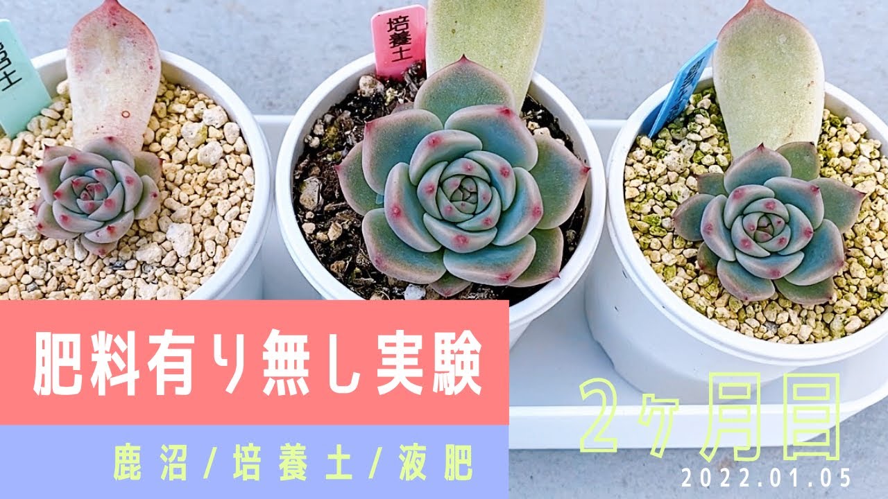 桃太郎の肥料ありなし実験 ２ヶ月目 多肉植物 エケベリア Youtube