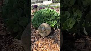 Dry river bed garden tour ￼