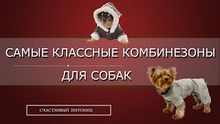 ✌ ➳Самые классные комбинезоны для собак ➳✌ ✌ ➳Самые классные комбинезоны для собак ➳✌