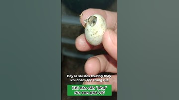 Sai lầm khi nuôi trứng rùa | Xóm Rùa | Ở nhà chơi một mình #xomrua #ruacanh #onhachoimotminh