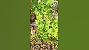Hedge on a wooden fence