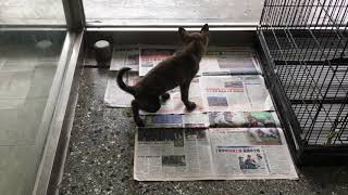 Viola Is Potty Trained On Newspapers