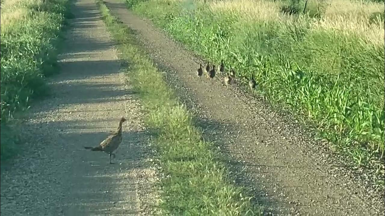Baby birds 2020 1 - YouTube