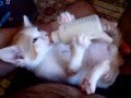 САМОСТОЯТЕЛЬНЫЙ КОТЕНОК / SELF-SUFFICIENT KITTEN