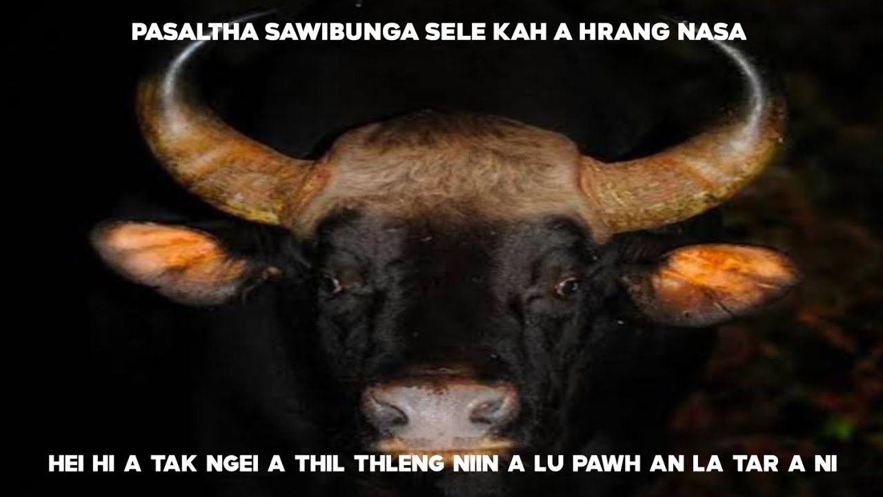 Pasalṭha Sawibunga Sele kah a hrang nasa, a tak ngeia thil thleng a ni e.