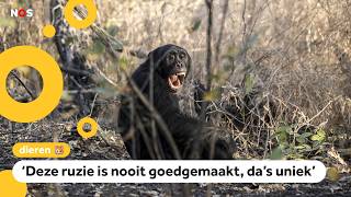 Hevige Ruzies Grootste Chimpansee Groep Ter Wereld Uit Elkaar