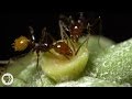 The Double-Crossing Ants to Whom Friendship Means Nothing | Deep Look