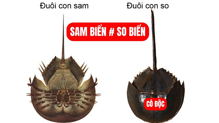 So sánh so và sam bien