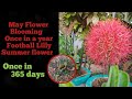 May Flower Blooming once in a Year, Football Lilly, Summer flower